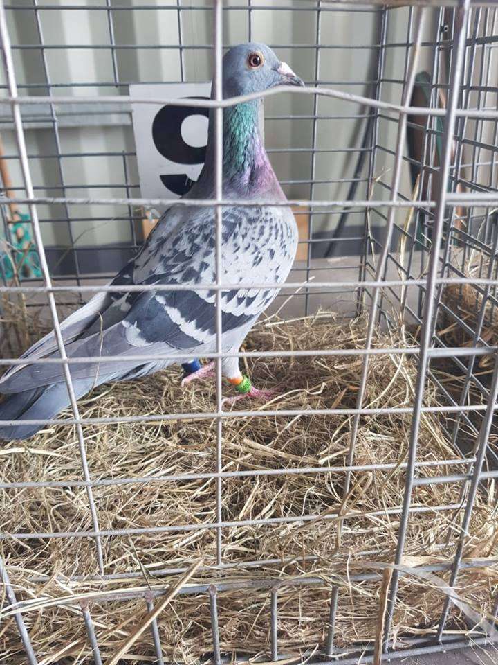Vandenheede Pigeons Excel In Million Dollar Race South Africa – QUOMZR