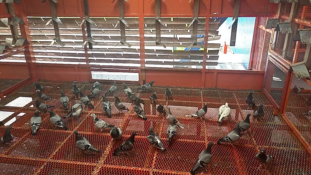 FCI PaMok Thailand 2022. Training 9th - ONE LOFT RACING